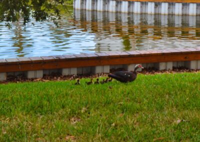 Duck and ducklings on the grass by the canal at Seminole Gardens